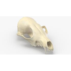 Real Red Fox Skull 01 3D